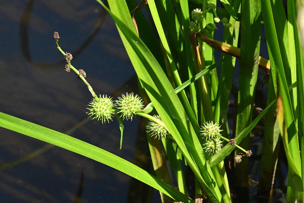 2025-07229799 Wachusett Meadow, MA.JPG - American Bur-reed (Sparganium americanum). Wachusett Meadow Wildlife Sanctuary, MA, 7-22-2025